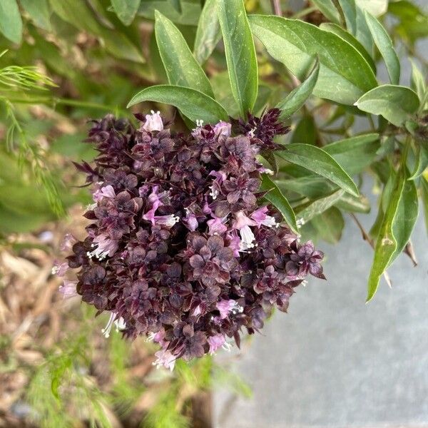 Ocimum kilimandscharicum Blüte