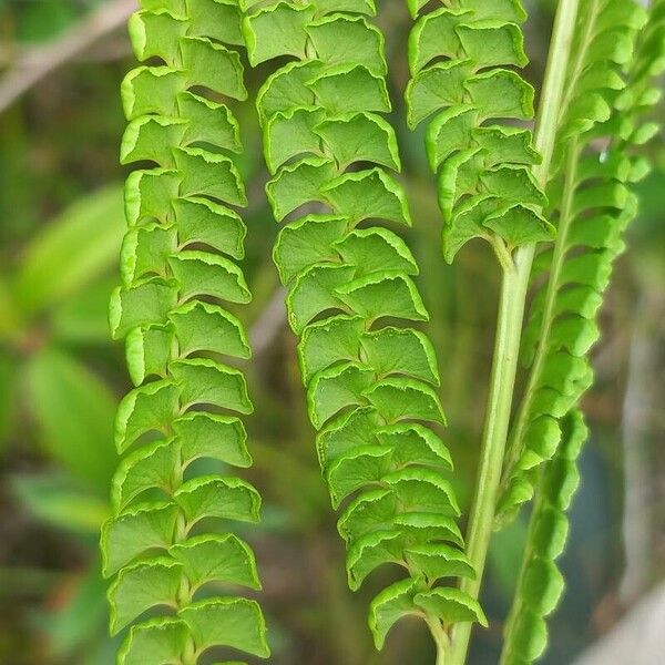 Lindsaea stricta 葉