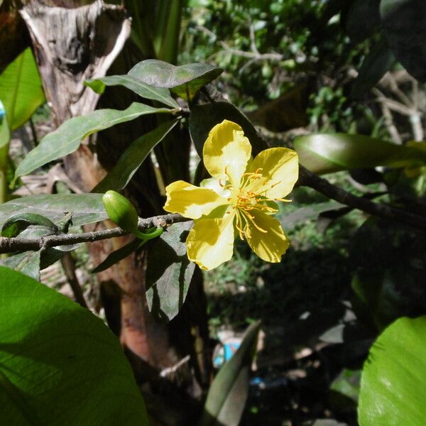 Senna occidentalis Blüte