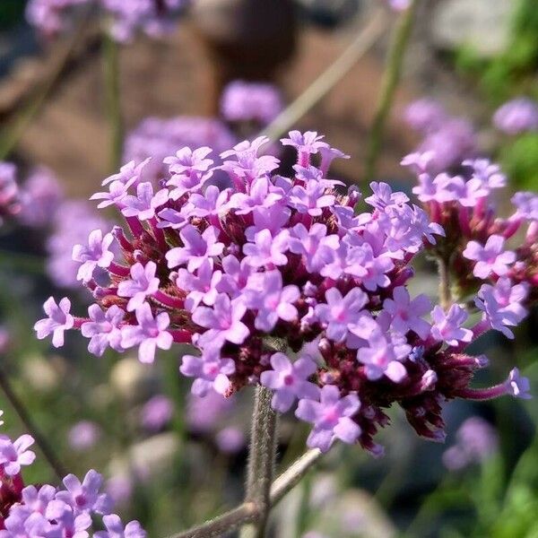 Verbena bonariensis Цвят