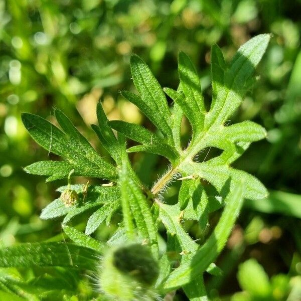 Ranunculus macrophyllus List