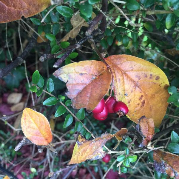 Cotoneaster bullatus ഇല