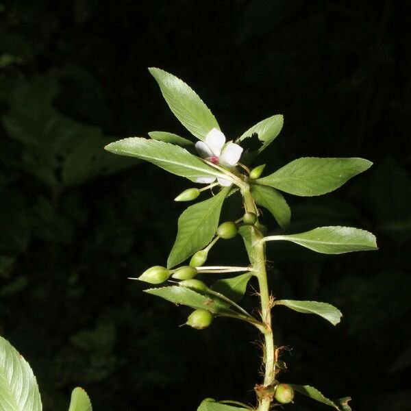 Sauvagesia erecta Flower