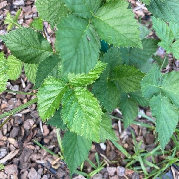 Rubus pruinosus Плод