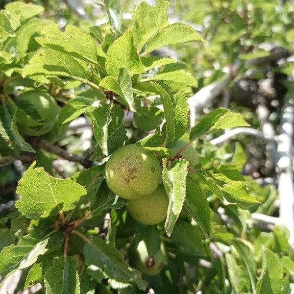 Prunus brigantina 果