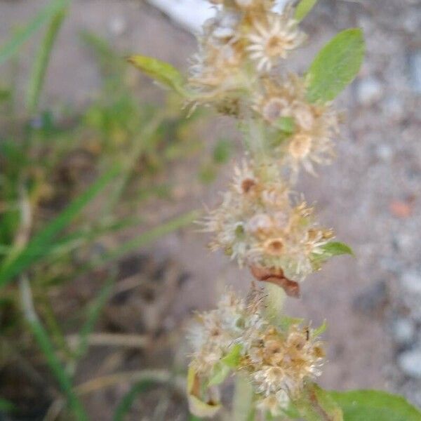 Gamochaeta purpurea Flower