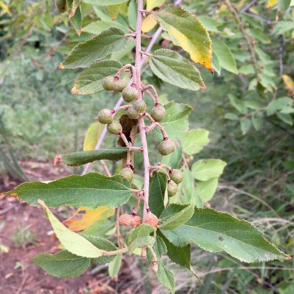 Grewia flavescens Froito