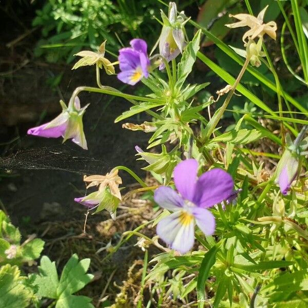 Viola tricolor Flower