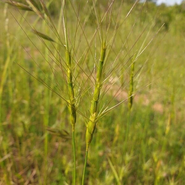 Aegilops triuncialis Flor