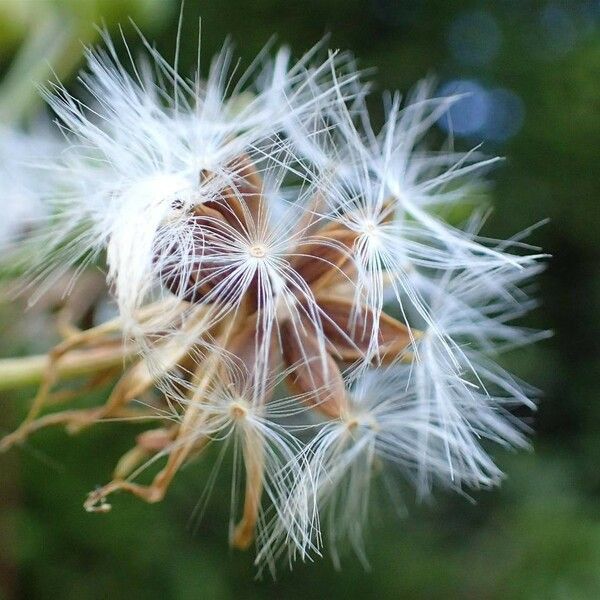 Lactuca plumieri 果実