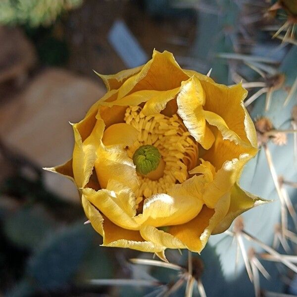 Opuntia streptacantha Floro