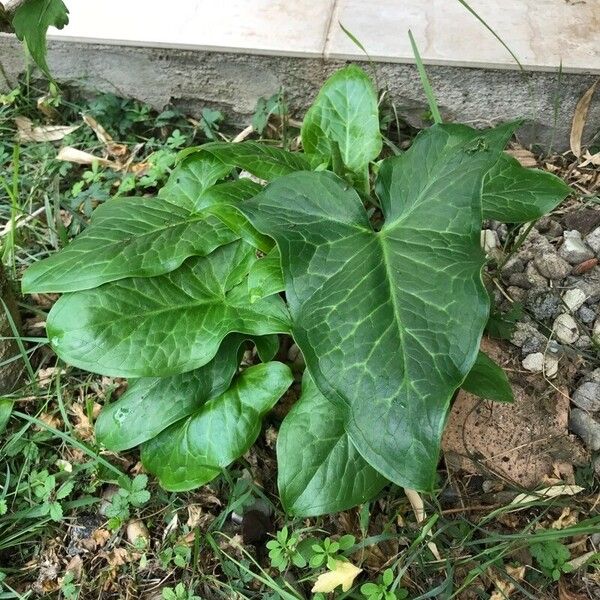 Arum italicum 叶