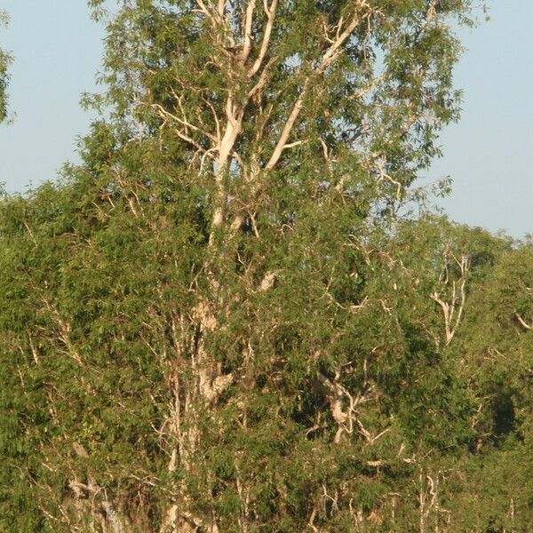 Melaleuca leucadendra Habitus