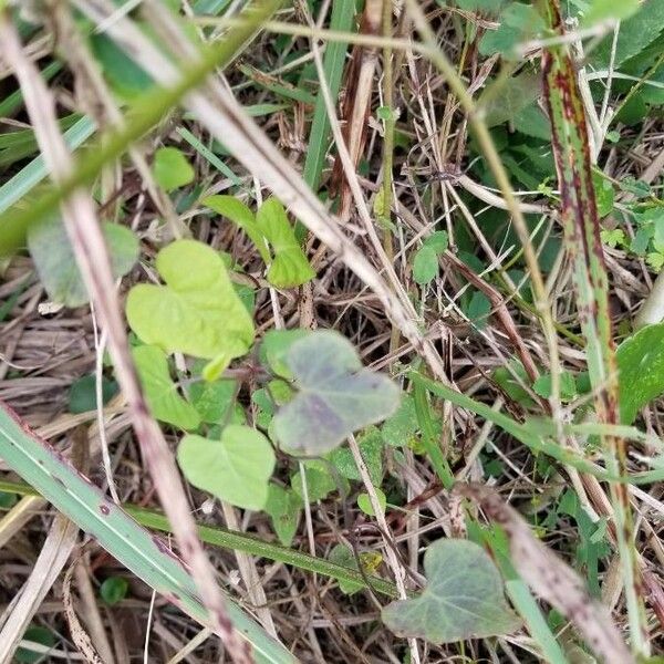 Ipomoea sagittata ഇല