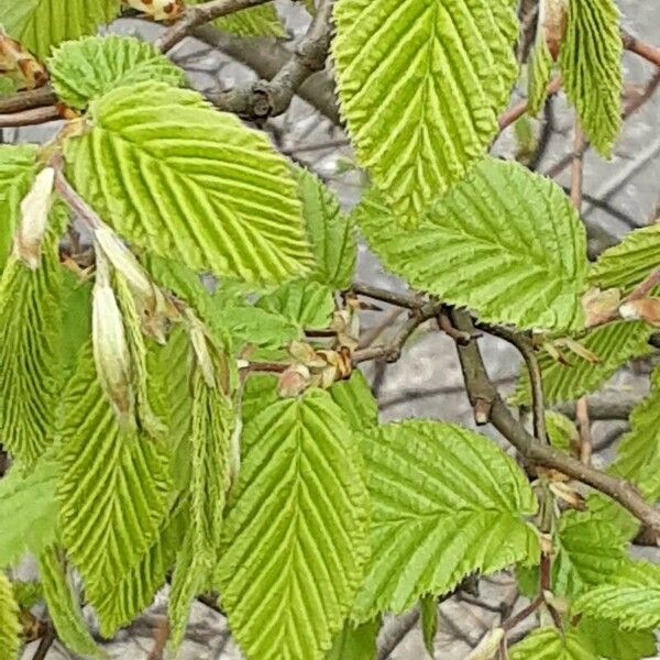 Alnus incana Leaf