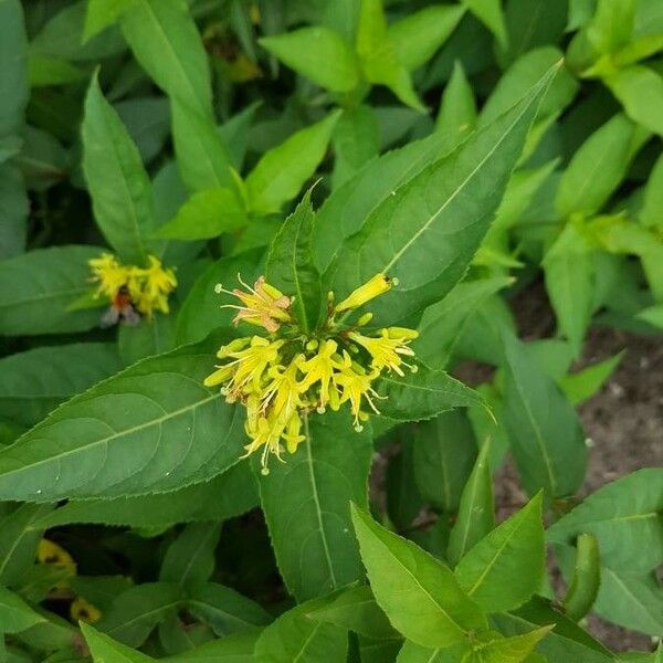 Diervilla lonicera Bloem