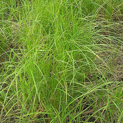 Carex atherodes Habitus