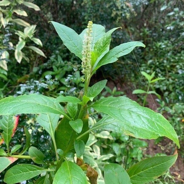 Phytolacca octandra Цветок