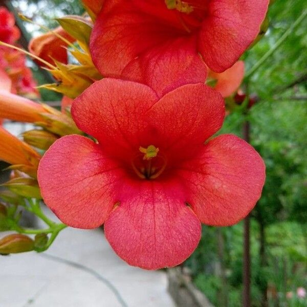 Campsis grandiflora फूल