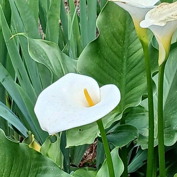 Zantedeschia aethiopica Flower