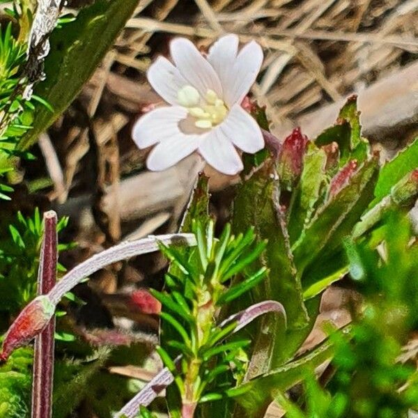 Epilobium stereophyllum Цвят