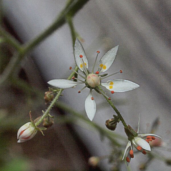 Micranthes ferruginea Λουλούδι