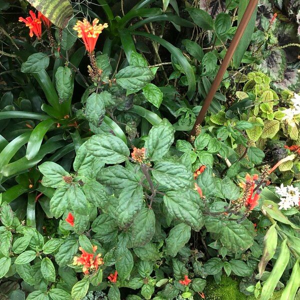 Scutellaria costaricana অভ্যাস