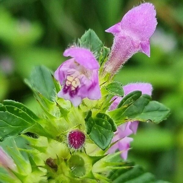 Galeopsis tetrahit Flor