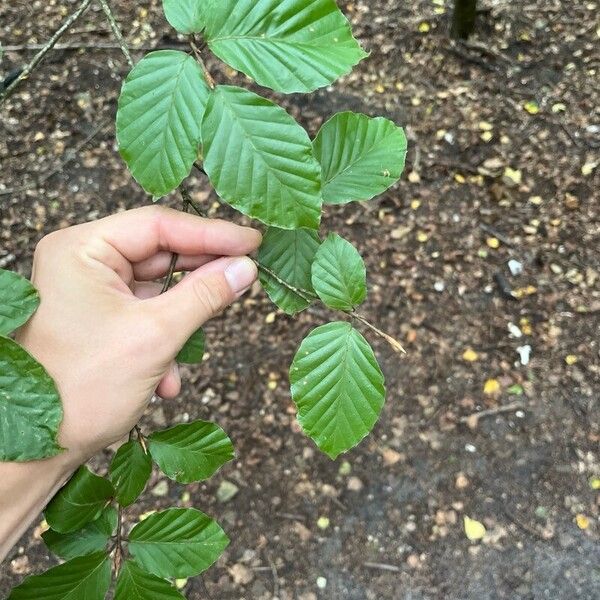 Fagus orientalis Leaf