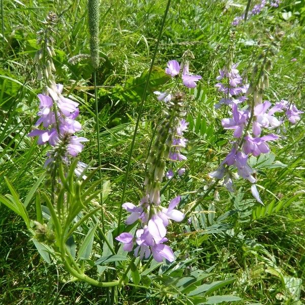 Galega officinalis Květ