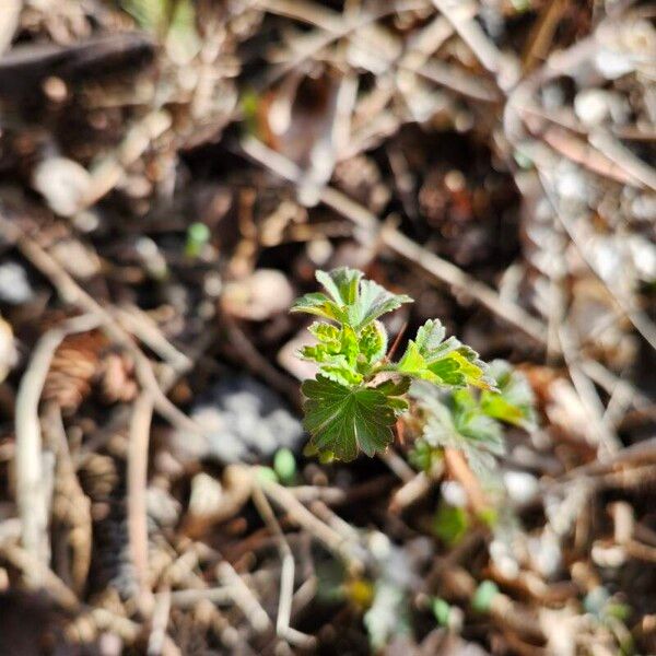 Ribes oxyacanthoides Hostoa