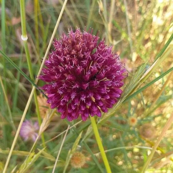 Allium sphaerocephalon Flors