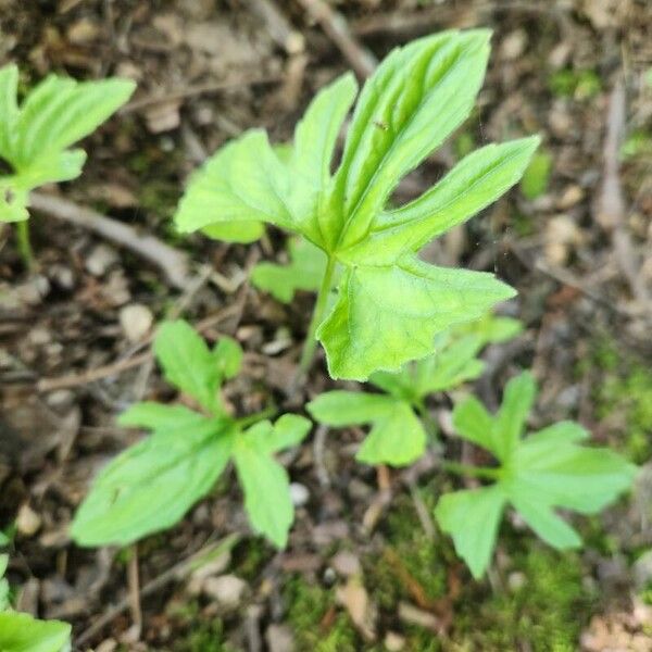 Hydrastis canadensis Foglia