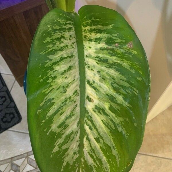 Dieffenbachia seguine Φύλλο