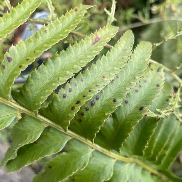 Polystichum munitum Ліст