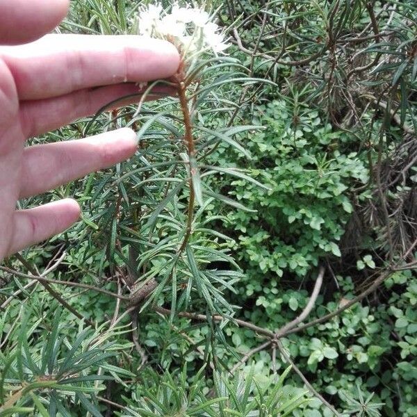 Rhododendron tomentosum Leaf