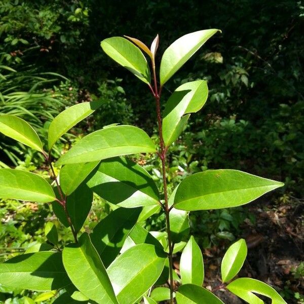 Ligustrum lucidum Blad