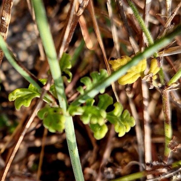 Lavandula dhofarensis Leaf