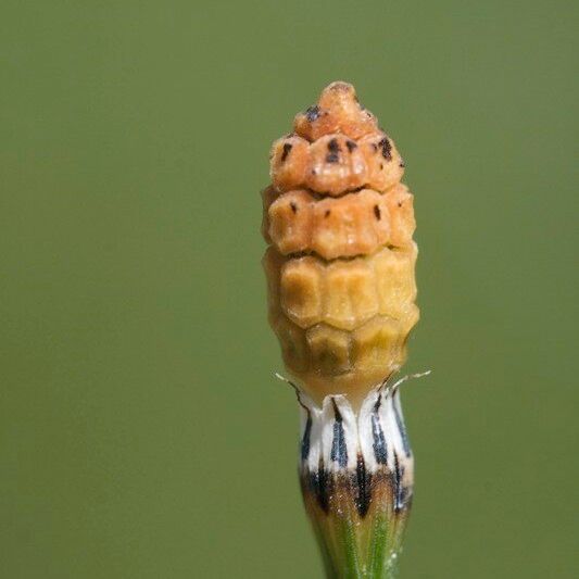 Equisetum variegatum Фрукт