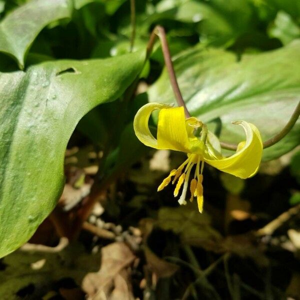 Erythronium revolutum Цветок