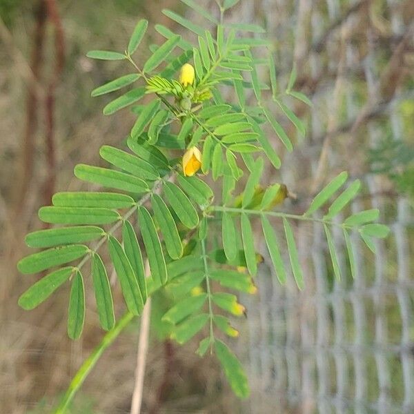 Sesbania herbacea 葉