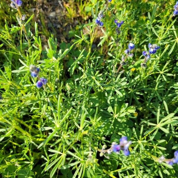 Lupinus bicolor Foglia