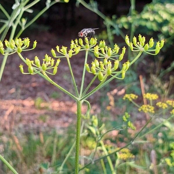 Pastinaca sativa Flor