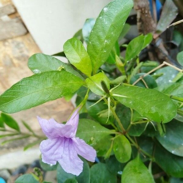 Ruellia tuberosa Habitatea