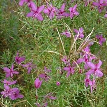 Epilobium dodonaei Habitus