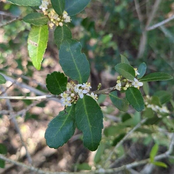 Ilex vomitoria Листок