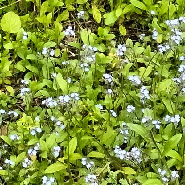 Myosotis latifolia Квітка