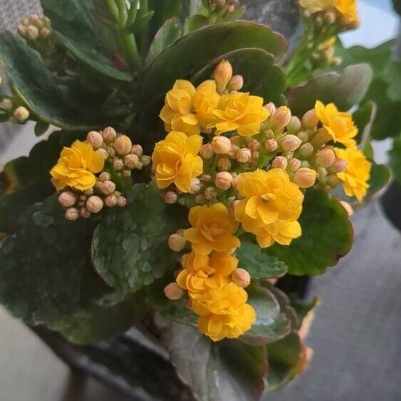 Kalanchoe crenata Flower