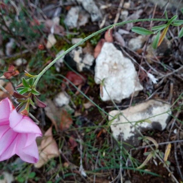 Convolvulus cantabrica ശീലം