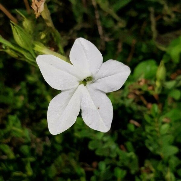 Nicotiana alata Blomst